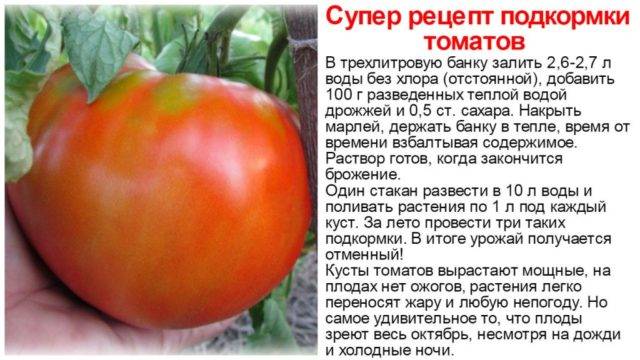 Как подкормить помидоры золой: посыпать, удобрять и поливать рассаду томатов,