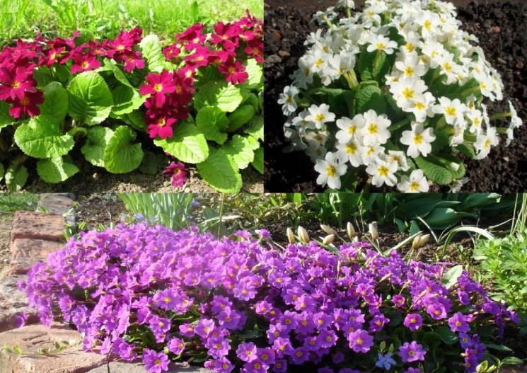 Тенелюбивые цветы для сада: многолетние кустарники
