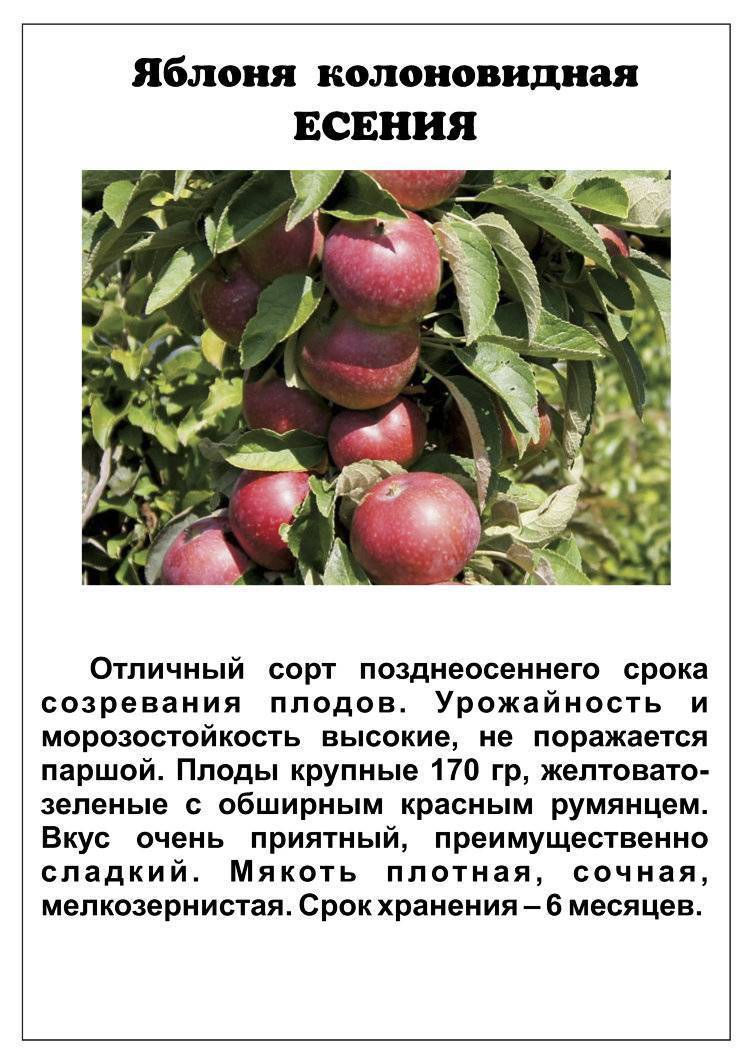Колоновидная яблоня московское ожерелье фото и описание сорта