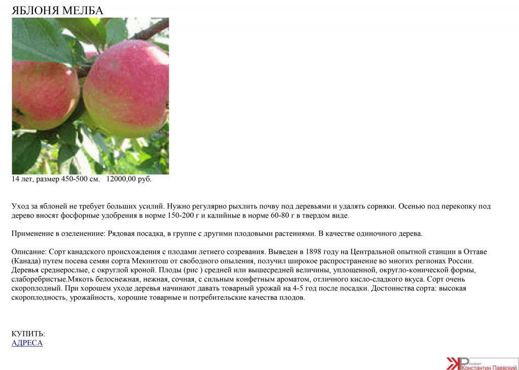 Мельба сорт яблок описание фото и описание