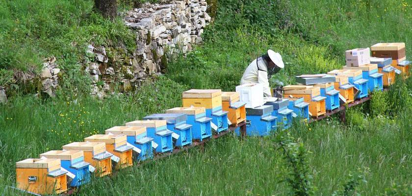 Особенности промышленного пчеловодства
