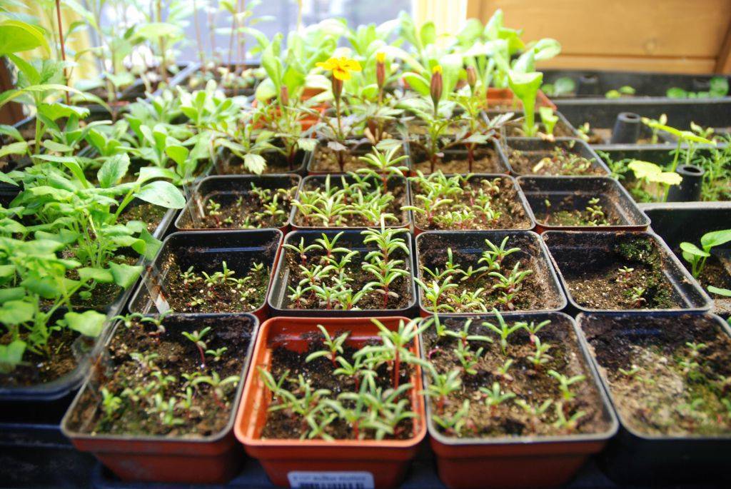 Портулак: выращивание из семян, когда сажать