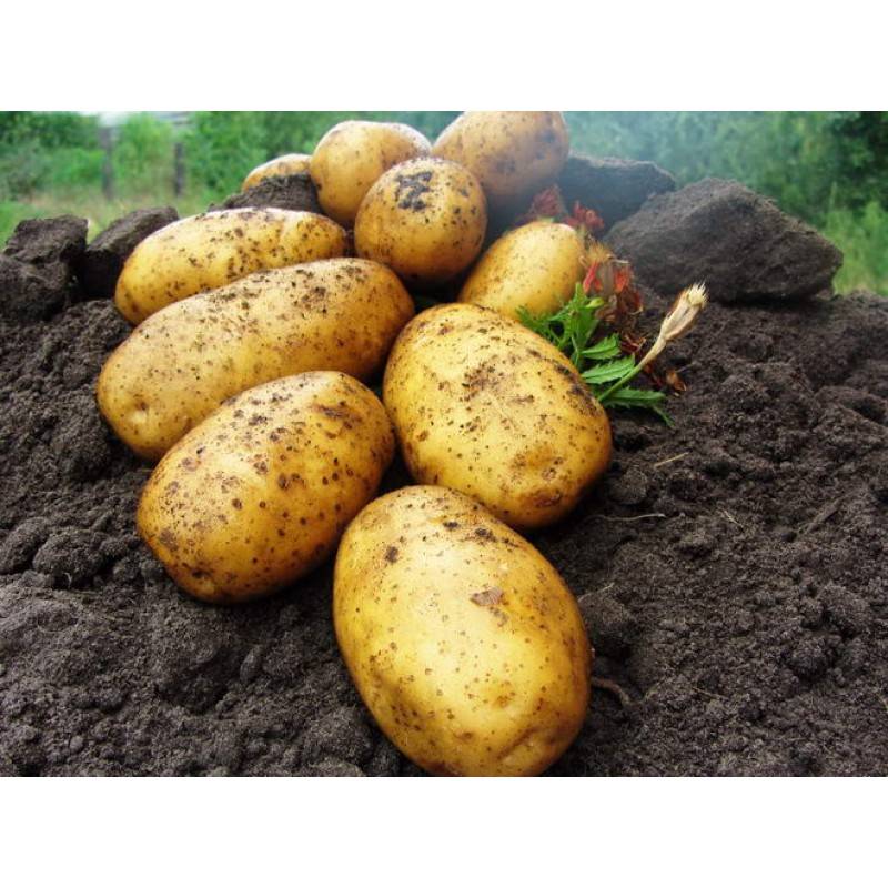 Высокоурожайный сорт картофеля с отменным вкусом «сынок»(богатырь)
