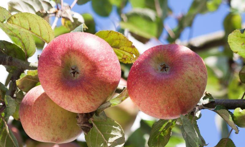Сорт яблони орловим — любимец садоводов