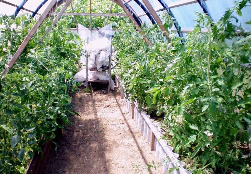 ✅ томаты жируют в теплице: что делать, чем и как остановить жирование