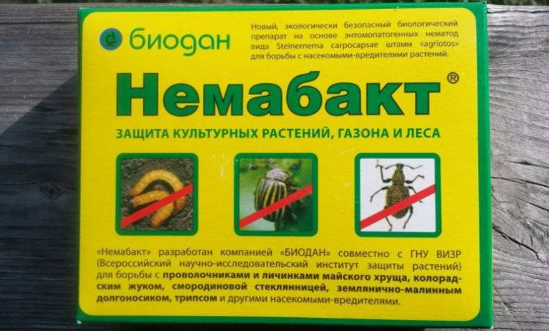 Защита растений от насекомых биологическими препаратами немабакт и энтонем — floraprice.ru