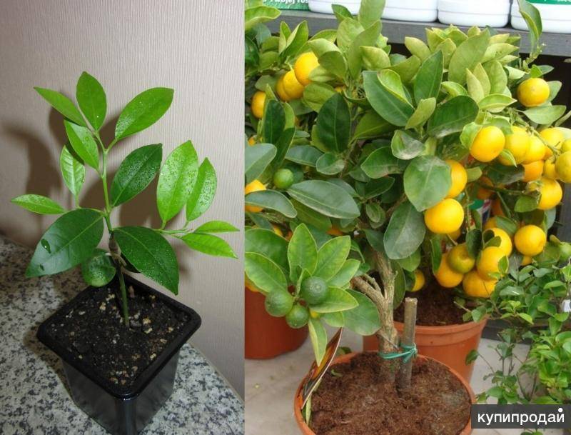 Лимон мейера: что это за растение, а также описание сорта и фото, все тонкости ухода в домашних условиях для начинающих, выращивание в открытом грунте