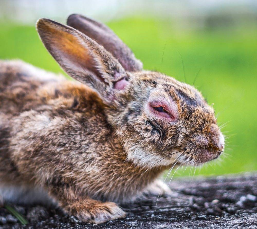 Болезни кроликов: симптомы и их лечение