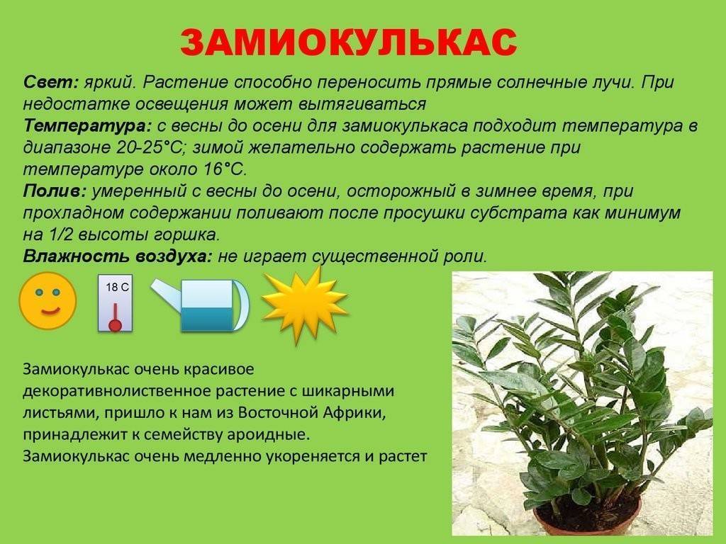 Как поливать замиокулькас в домашних условиях