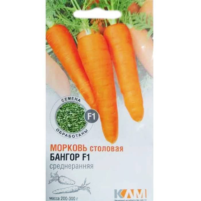 Описание и характеристики урожайной и высоколежкой моркови голландской селекции