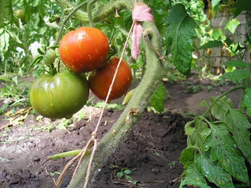 Как вылечить томаты от фитофторы при помощи меди | огородовед