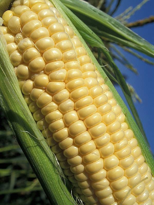 Технология выращивания кукурузы в открытом грунте на даче: посадка и уход — как выращивать кукурузу на даче — про огород