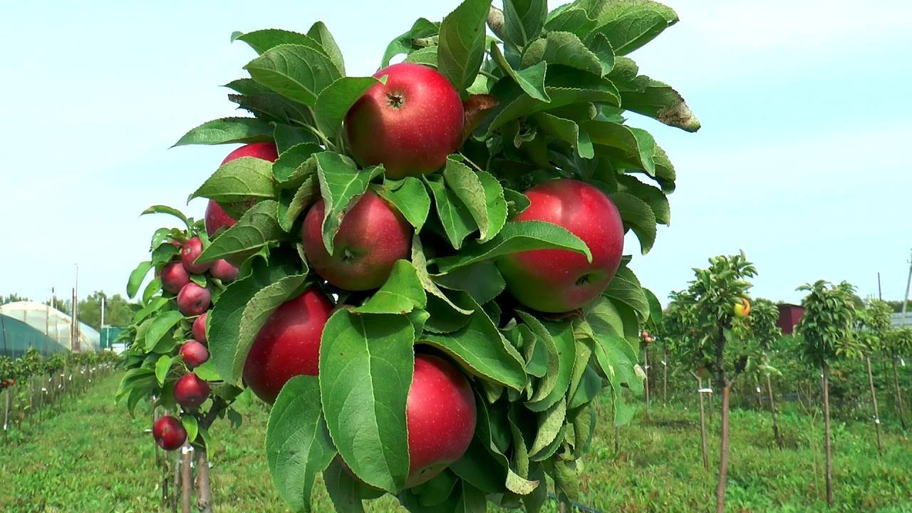 Сорта карликовых яблонь для средней полосы россии с фото