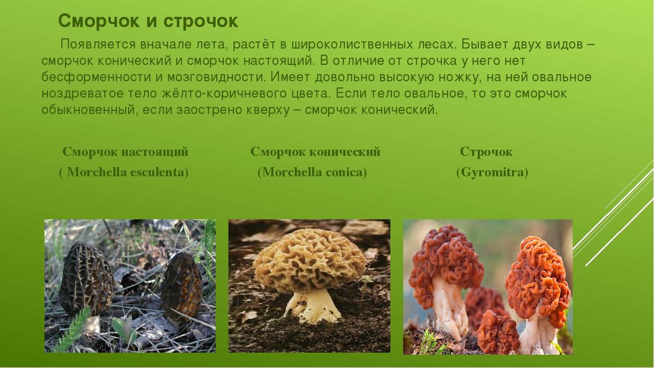 Торчки гриб фото и описание