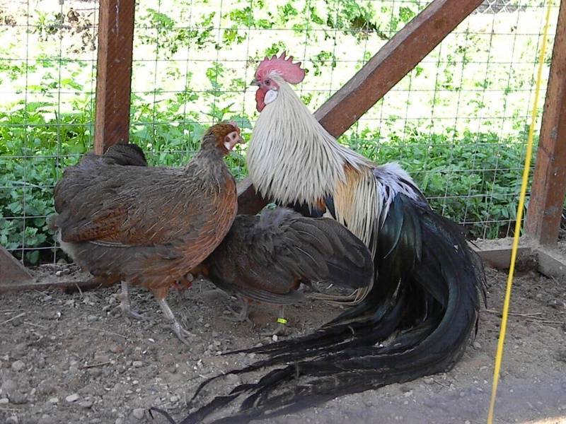 Феникс порода кур: описание петухов с длинным хвостом (фото)