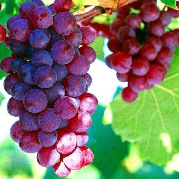 Виноград рошфор: описание, особенности ухода и разведения, отзывы