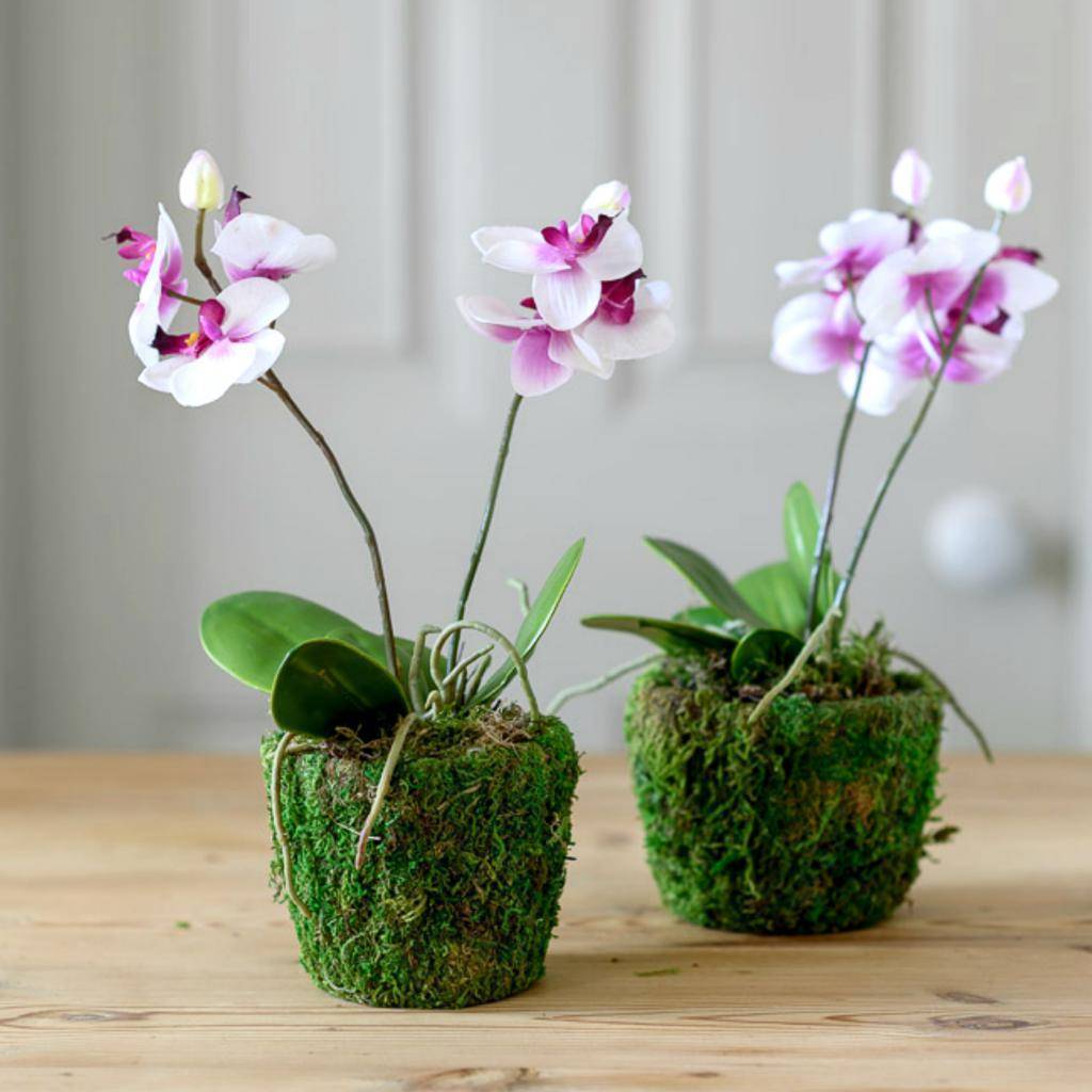 Уход за орхидеей фаленопсис в домашних условиях: как выращивать phalaenopsis