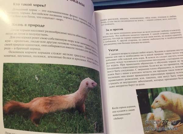 Фретка хорёк. описание, особенности, виды, образ жизни, уход и содержание фретки