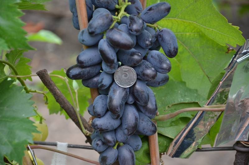 ✅ виноград ромбик: описание и характеристика сорта, особенности посадки и ухода за виноградом, фото - tehnoyug.com