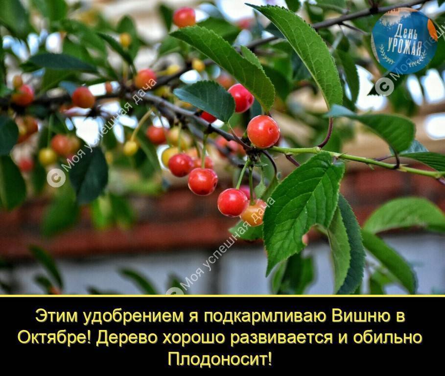 Что делать, если не плодоносит вишня? почему вишня цветет, но не плодоносит — ботаничка.ru