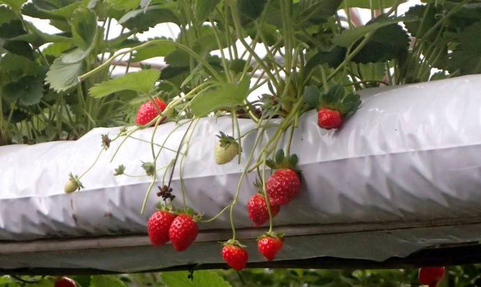 9 видов грядок под клубнику, немецкая и финская технология выращивания ягод