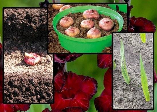 Как посадить лук-севок весной