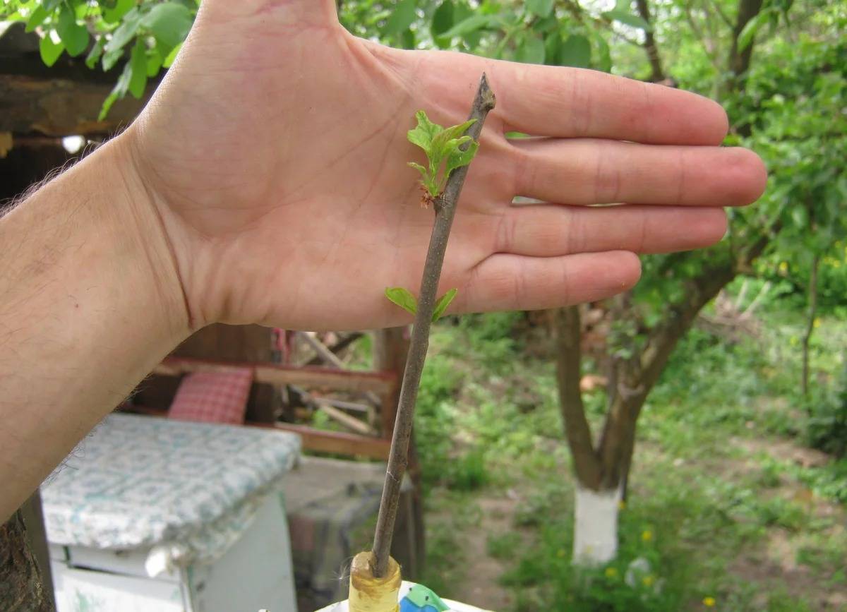 Как размножить грушу: воздушными отводками и зелеными черенками, прикорневой порослью