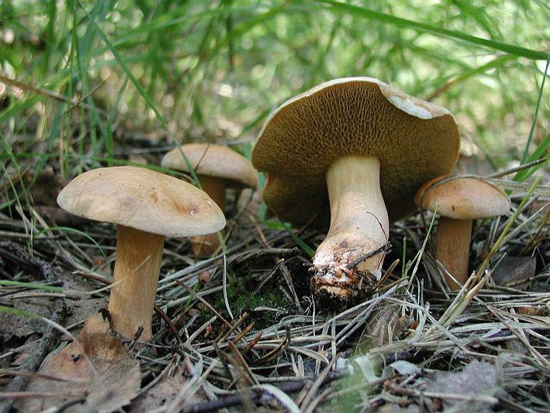 ✅ перечный гриб как отличить от козляка. гриб козляк: фото, описание - cvetochki-ulyanovsk.ru