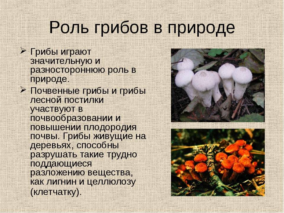 Многообразие грибов в жизни человека доклад сообщение (описание для детей)