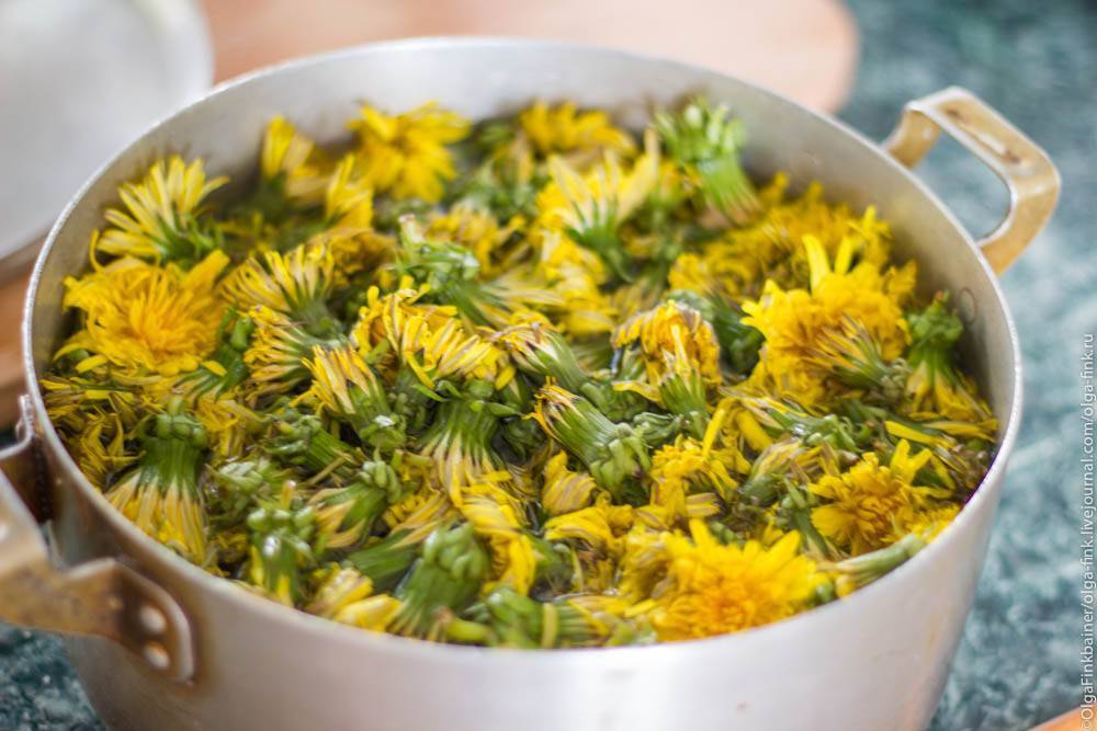 Варенье из одуванчиков рецепт приготовления с фото пошагово на 400 цветков