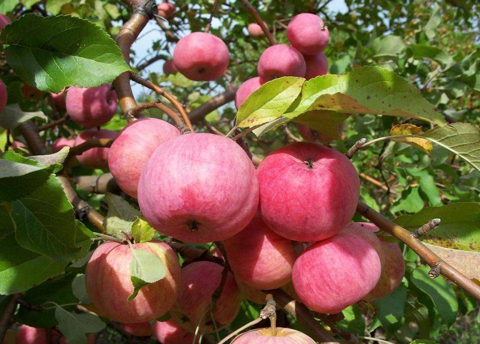 Мичуринские яблоки фото