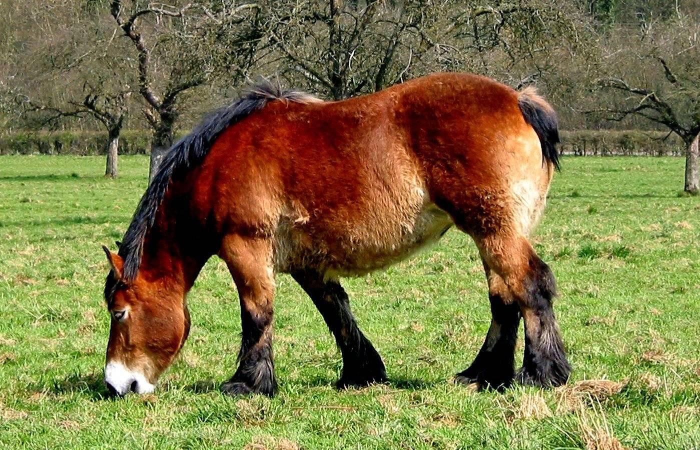 Арденская лошадь (фото) арден порода лошадей, история предки прилитие крови, улучшение породы, высота рост окрас масть строение тела телосложение характер, породы лошадей