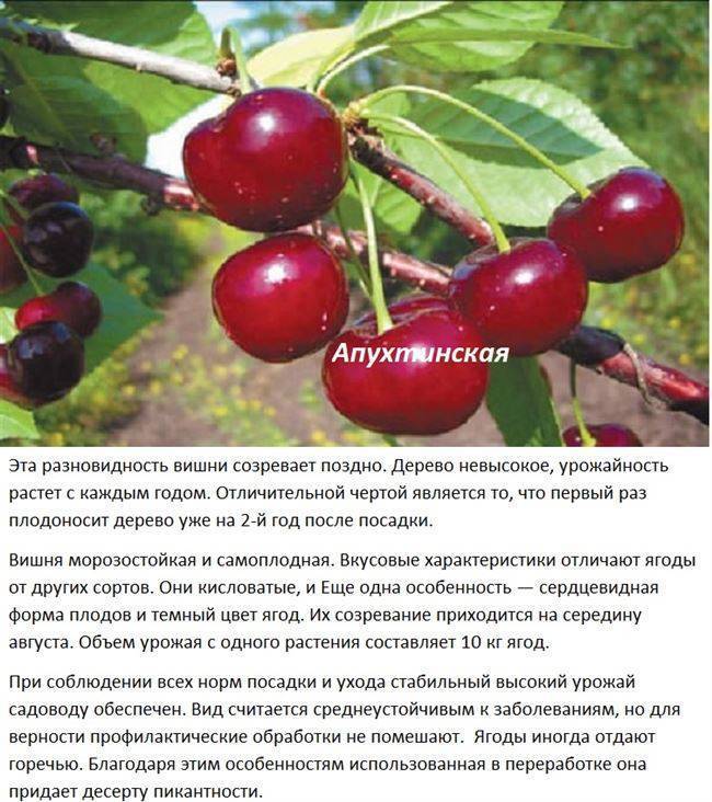 Вишня новелла: описание и характеристики сорта, выращивание и размножение