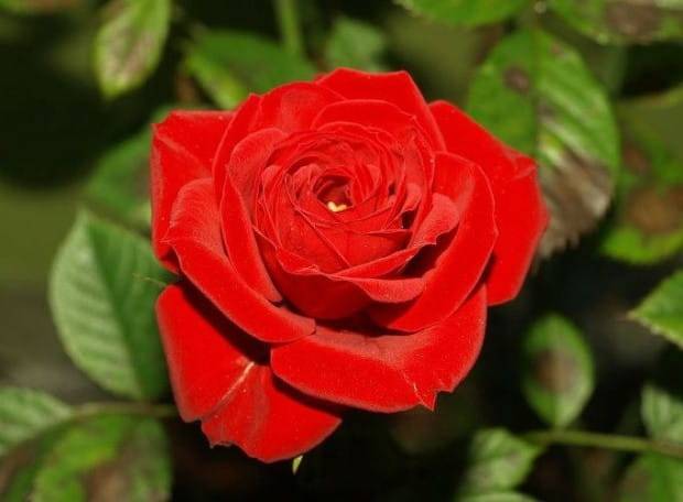 Чайно-гибридная роза сорта red berlin (ред берлин): посадка и уход