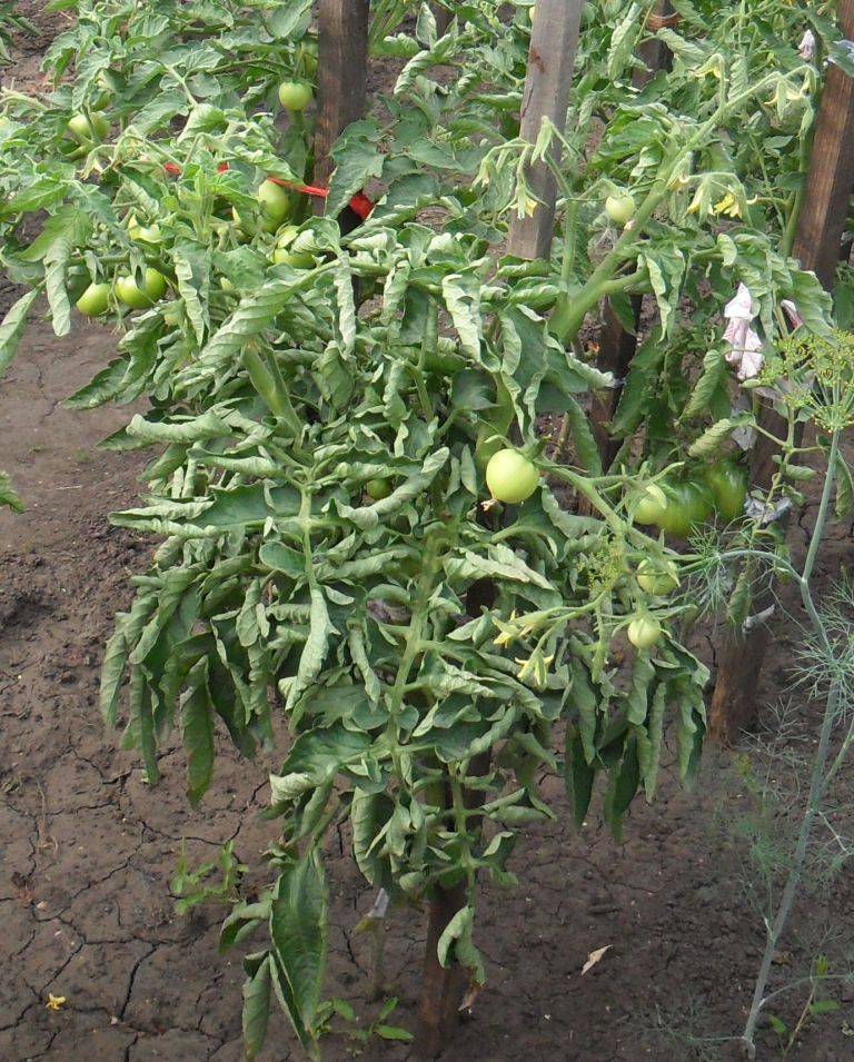 Чего не хватает томатам? учимся определять недостаток макро- и микроэлементов по состоянию растений
