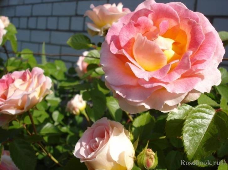 Плетистая роза – уход и обрезка по правилам