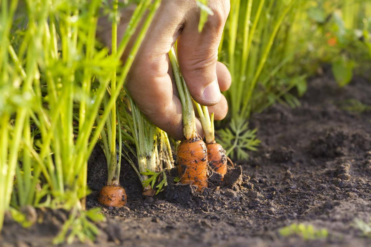 Как правильно проредить морковь в открытом грунте: сроки и пошаговое руководство