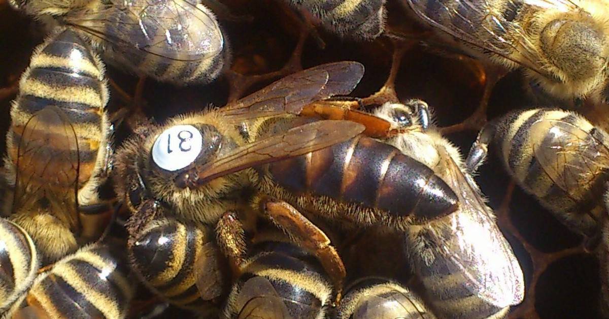 Породы пчел в беларуси фото