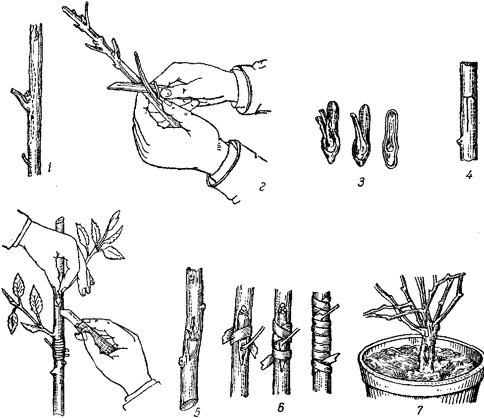 Пионы: размножение делением куста, стеблевыми черенками
