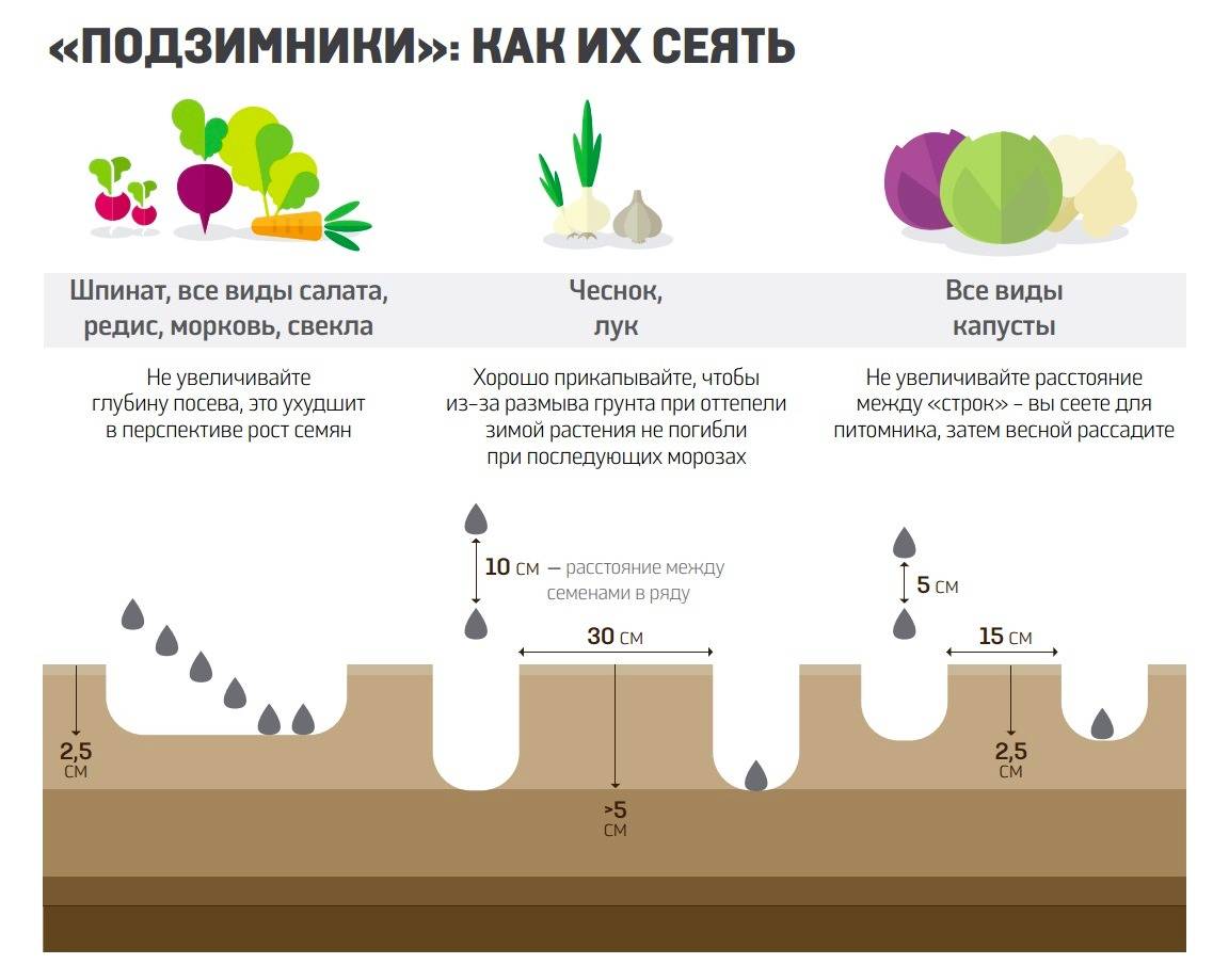 Схема подкормки свеклы в открытом грунте