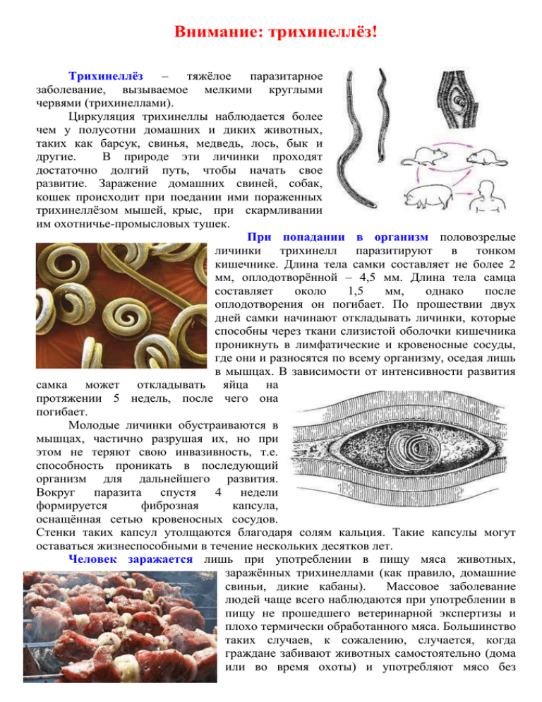 Трихинеллез свиней презентация