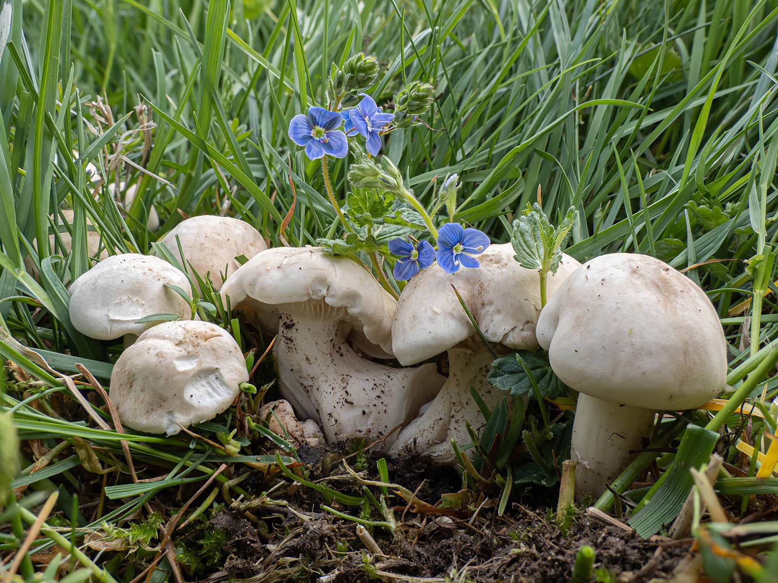 Весенний гриб майская рядовка