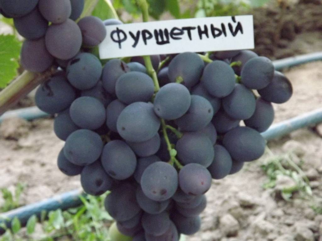 Описание и особенности винограда сорта Фуршетный