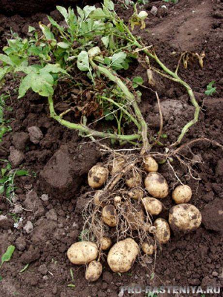 Сорт картофеля реванш: характеристика, отзывы, урожайность