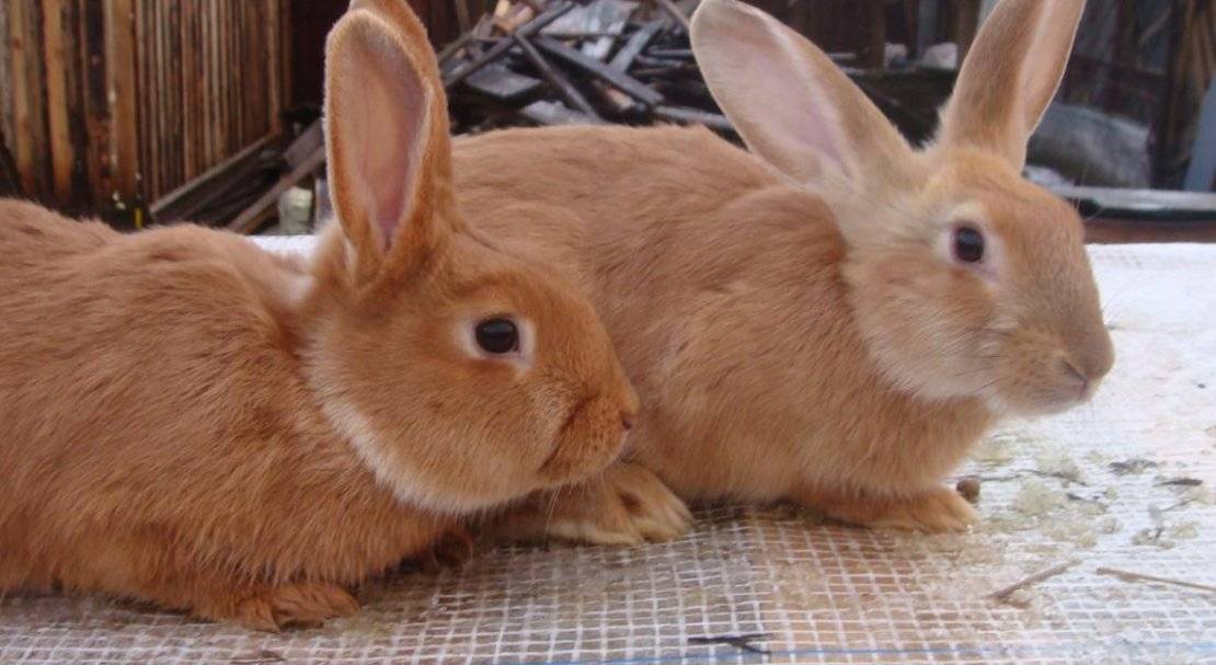 Обзор рыжих пород кроликов: описание и характеристики