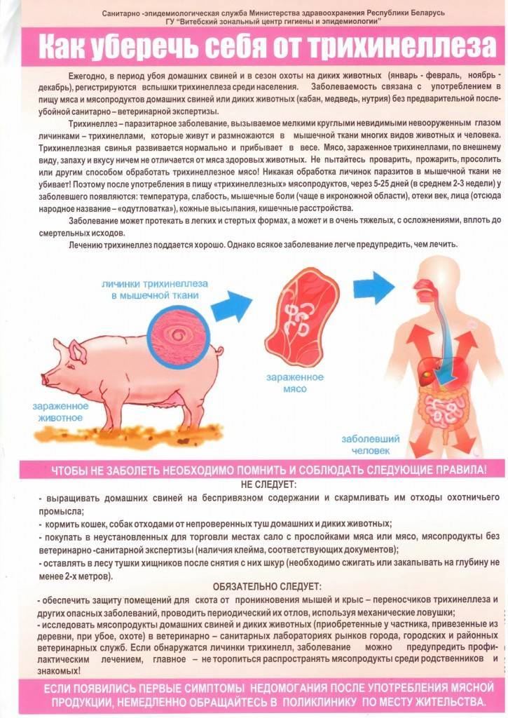 Трихинеллез свиней презентация