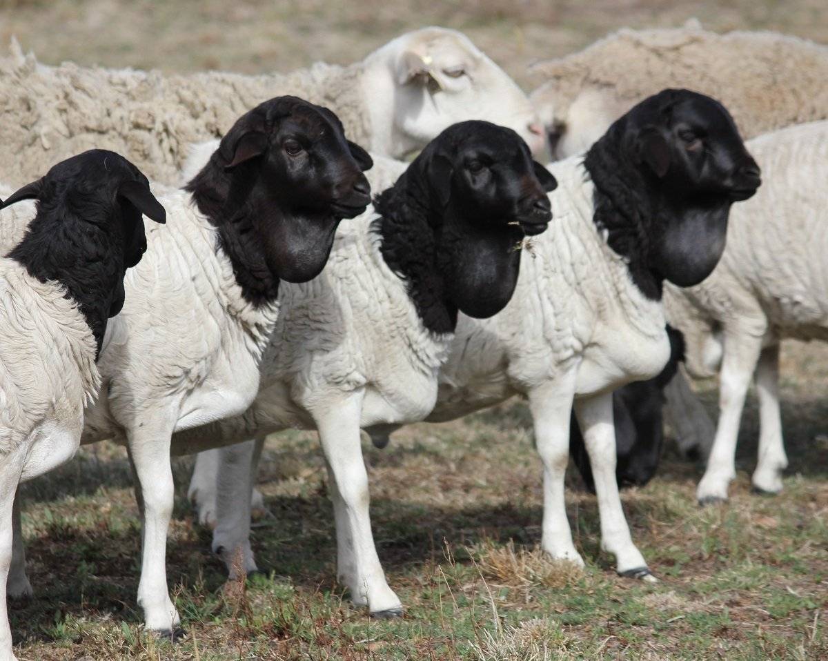 Дорпер порода овец фото характеристика и описание