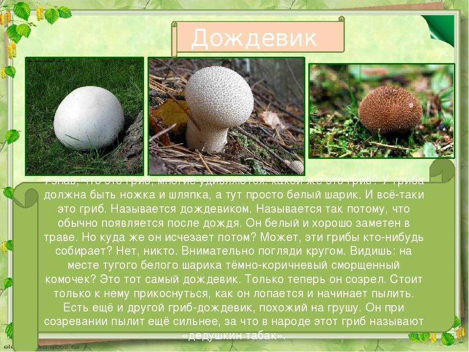 Гриб дождевик съедобный (lycoperdon perlatum): белые шарики в лесу с фото