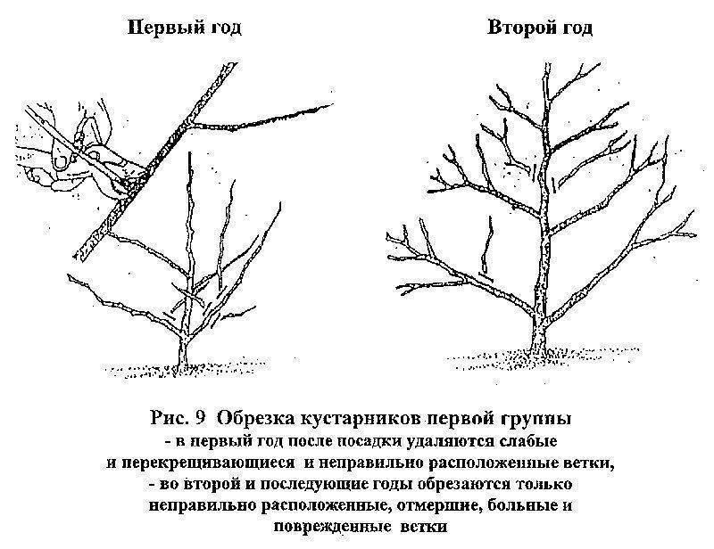 Обрезка вейгелы весной схема