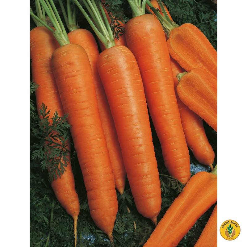 Морковь наполи f1: описание, характеристика, фото, отзывы